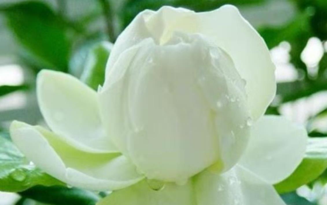 桂花|懂花的人,都爱养这5种花,漂亮好养易爆盆,寓意好还养人