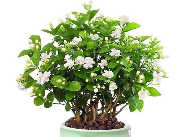 月季花|五种花就要勤修剪,越剪开花越多、越茂盛,要不花量少又难看