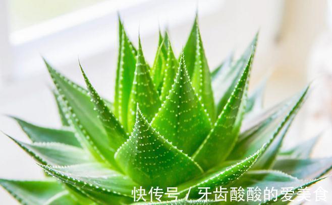 宜人花|秋冬季节,天气干燥,养上这几种“宜人花”,人养花,花养着你