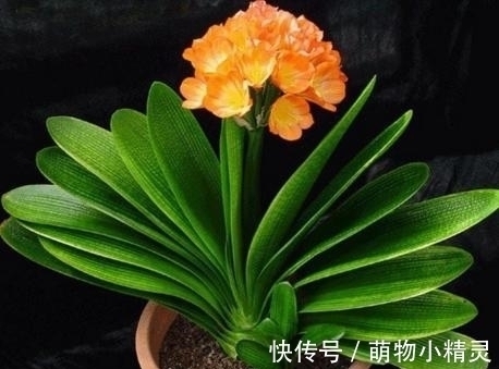 家庭养君子兰,谨记这几个要点,根系更健壮,爱长新叶子