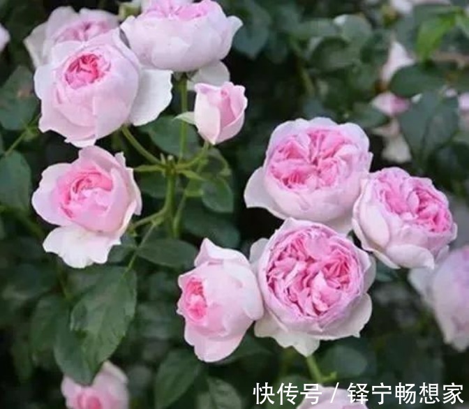 “3种花”很适合阳台养，花香四溢，花朵烂漫迷人，开花一簇簇！