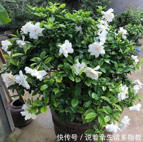 龙骨、郁金香盆栽，别搁在室内了，对身体有害！摆它们恰恰好！