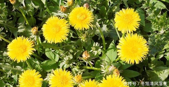 蒲公英炒鸡蛋,很多人都做错了,多加2步,鸡蛋滑嫩,蒲公英不苦!