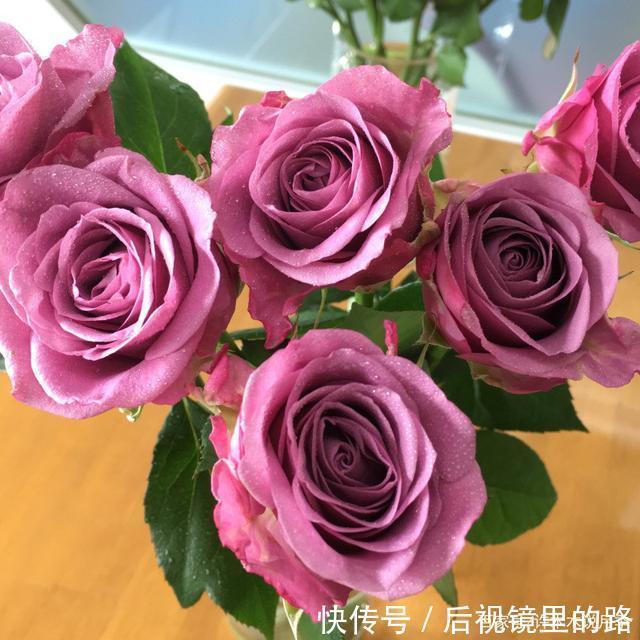 20款紫色月季品种。浓香、抗病非常好养,天然紫色唯美盛开