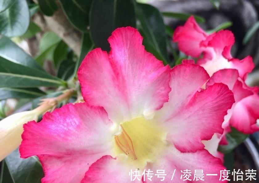 通风性|沙漠玫瑰也能养“挂”重点问题在这,找出原因并解决,才能养好