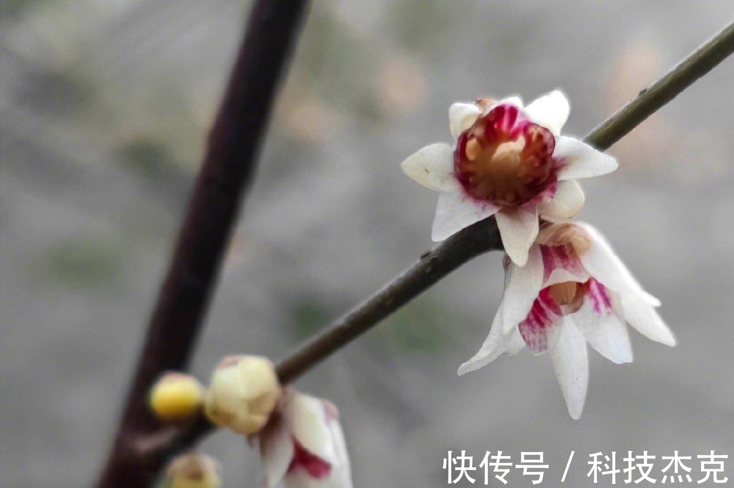 京城梅花先趁小寒开