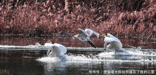 老年|太美了！走，去咸阳三原清浴河看天鹅