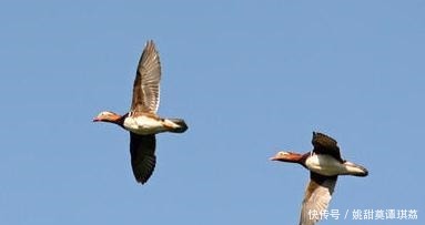 比兴|嵇康的一首四言诗,采用比兴手法,更充满闲情逸致