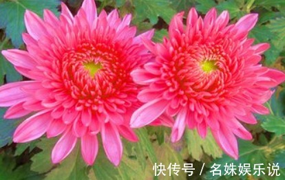 新手养花,就养花开150天,沾土既活的花卉,花语寓意良好!