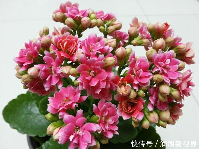 阳台|叶片肥嘟嘟,开花大又艳,自己扦插长寿花,不花钱长得满阳台都是