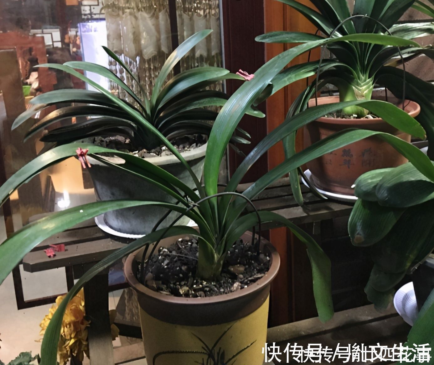 光照|冬天养君子兰，这件事新手不知道，老手易忽略，做好根壮花美