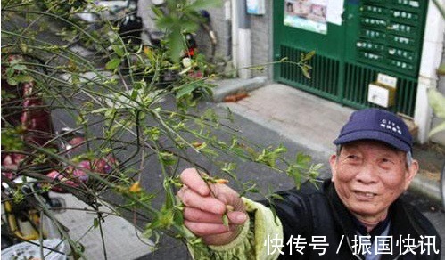 营养物质|大爷养花有“大讲究”用塑料袋闷2天,啥问题都没有,养啥旺啥