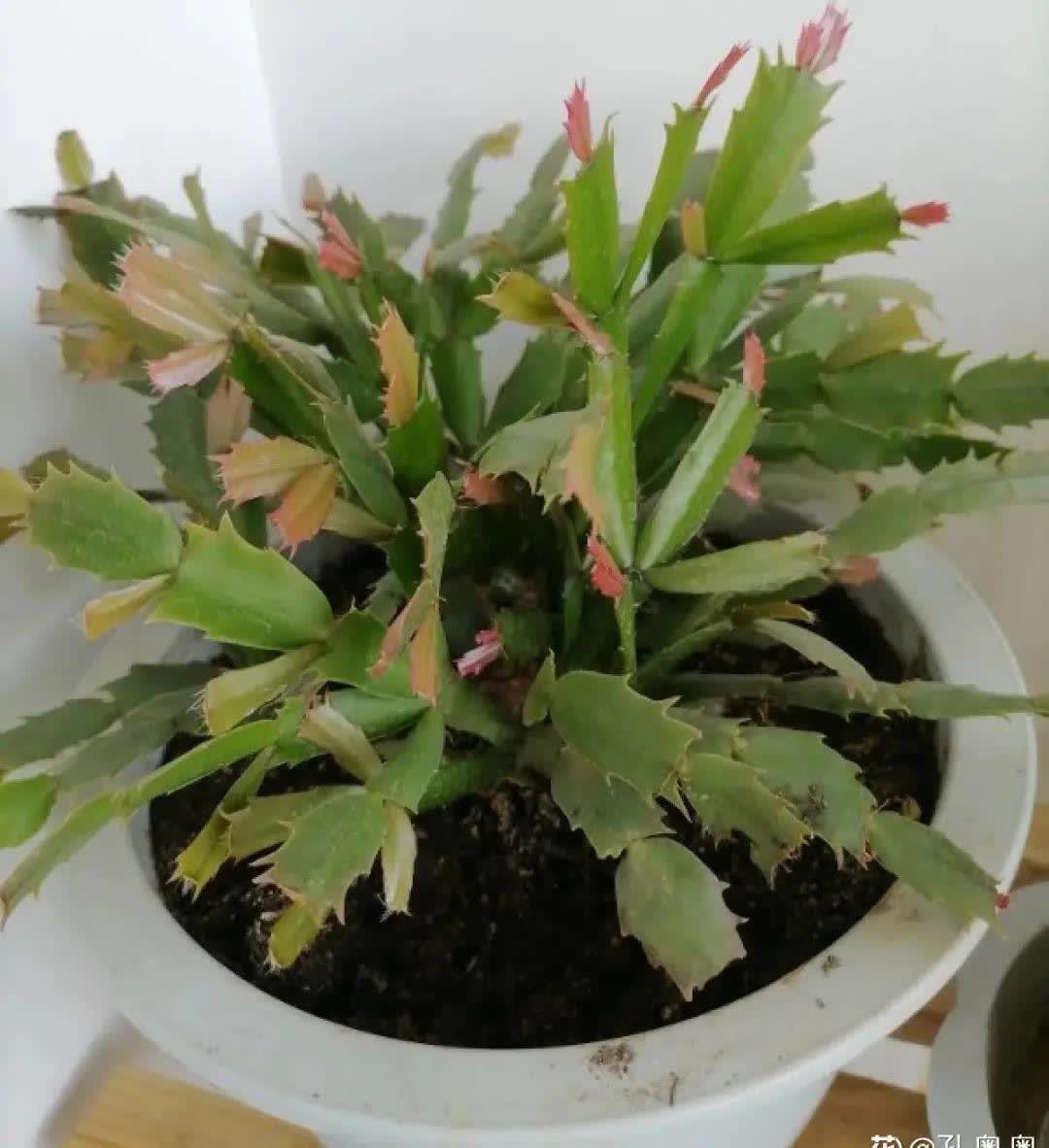 蝴蝶兰开花不是一次性,花后剪一剪,还能继续开花