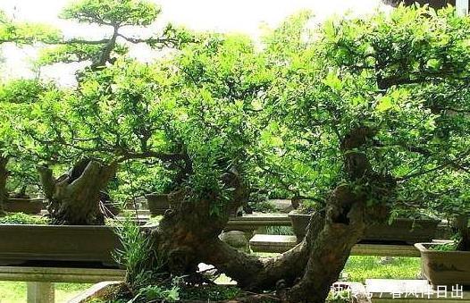 六道木|这“3种树”可了不起,比花要美,比5号香水要好闻,养1盆赚大了