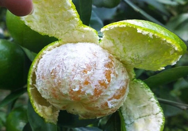 橘子皮|食盐加上橘子皮,喝一次能省下几百元,解决了男女的大难题!