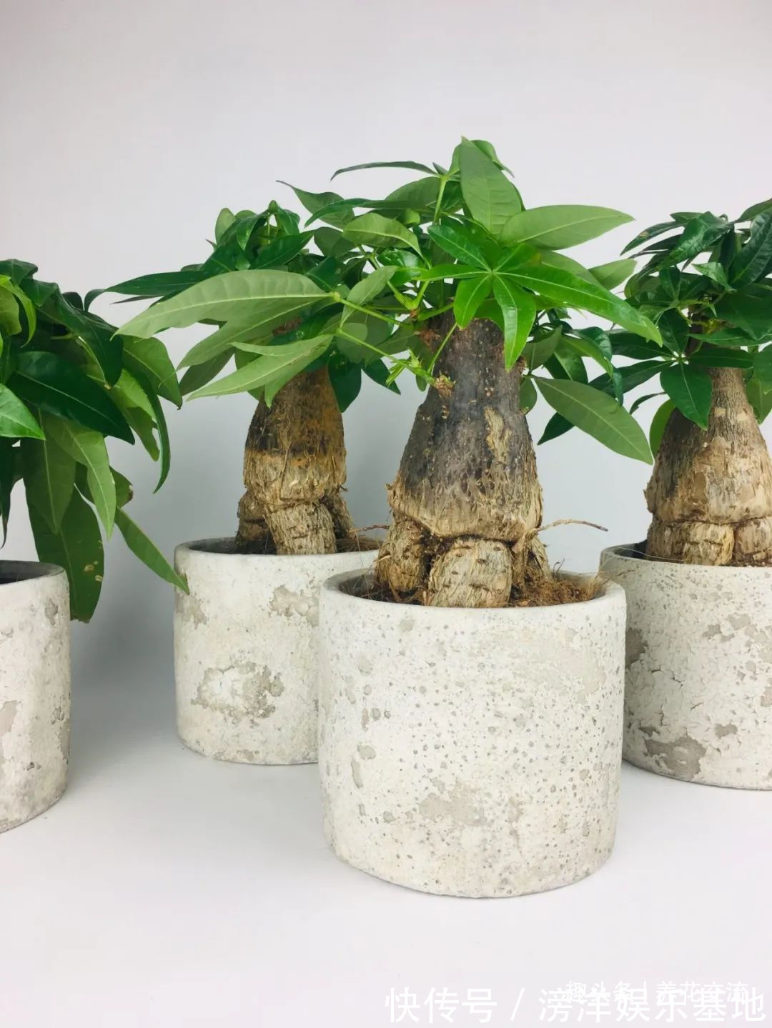 仙客来|勤养鱼,懒养花,10种要粗养才长得好的室内盆栽