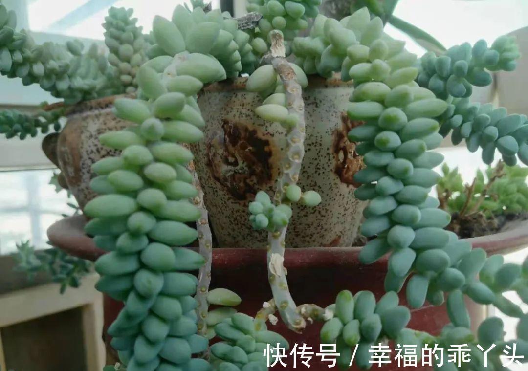 4种新手也能养成老桩的多肉,个头虽小造型绝美,第4种老桩最出彩