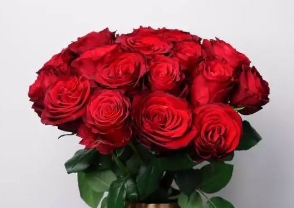 “高档玫瑰”探索者，花色红艳美丽，靓丽清香，堪称养花必备