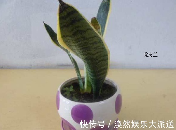 黄叶|虎皮兰这样养护,叶子绿油油,再也不会黄叶,邻居羡慕极了