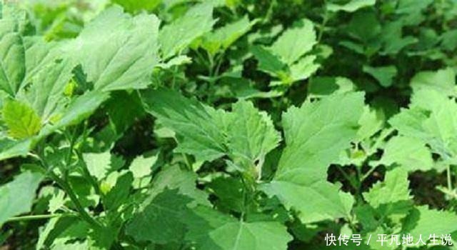 农村独有1野菜,外形繁茂营养价值高,老少皆宜,城里有钱难买到
