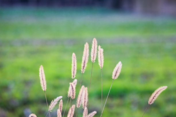 狗尾巴草|平民医生狗尾巴草!6大功效,赶走身体6种疾病!值得珍惜!