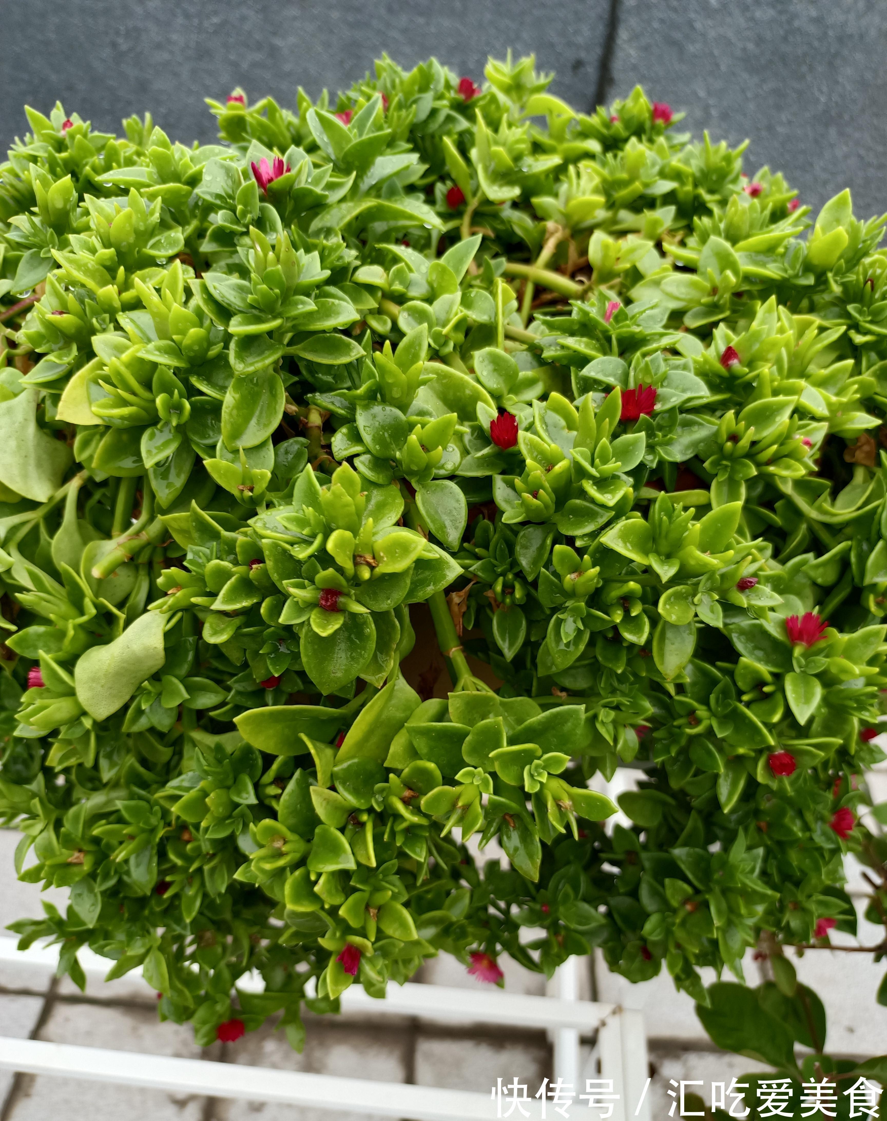 牡丹吊兰开得正艳,皮实好养,花叶俱美,还是美味菜肴