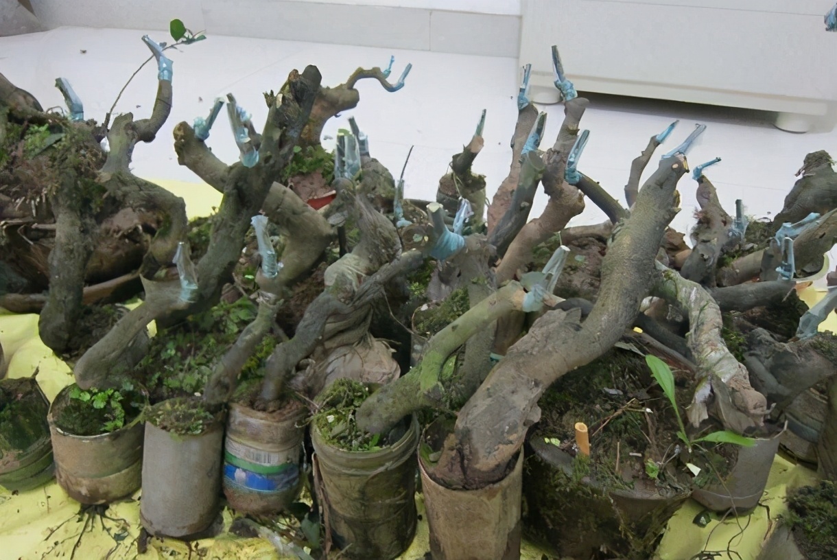 乡下野外的植物,不要看不上,挖回家当盆栽养正好