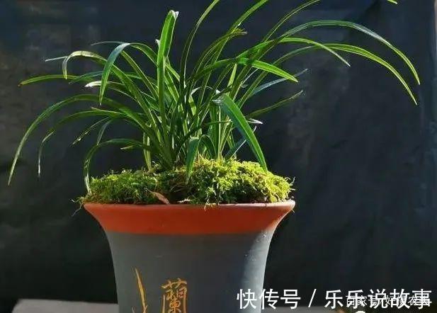 兰花养不好,主要是这5个原因,做好这几点,叶片葱绿花苞多