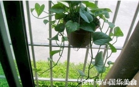 卧室为什么不能放绿萝, 怎么放绿萝才最好