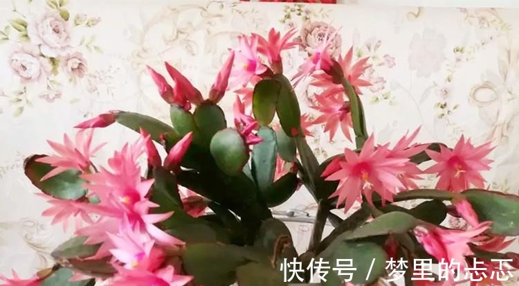 蟹爪兰叶子“打焉”，用这个“小方法”，叶片肥厚，长势更旺！