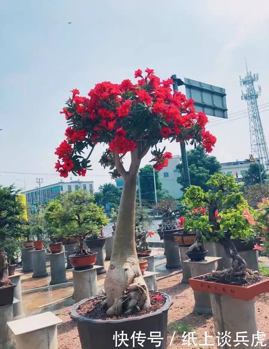 家里养沙漠玫瑰,春天做好“两多一少”,开花多又美