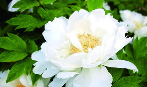 喜欢养花,不如养盆牡丹花,争奇斗艳,花色迷人,吃了还美容