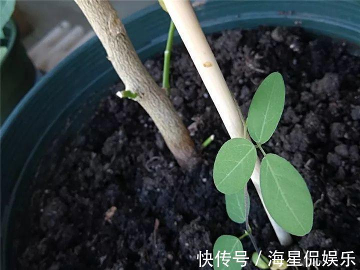 天后|10个养花的坏习惯，赶紧改，不然真是浪费钱！