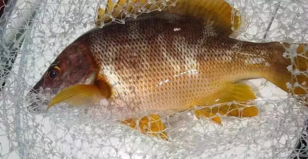 美味|国内最“美味”的5种鱼,你吃过几种?全吃过的不是土豪就是渔民