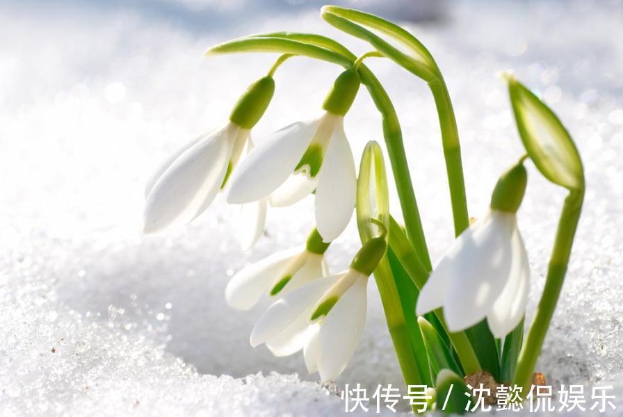 石蒜科|此花是因为一套珠宝而有了此名，它和梅花一样有着浑身傲骨