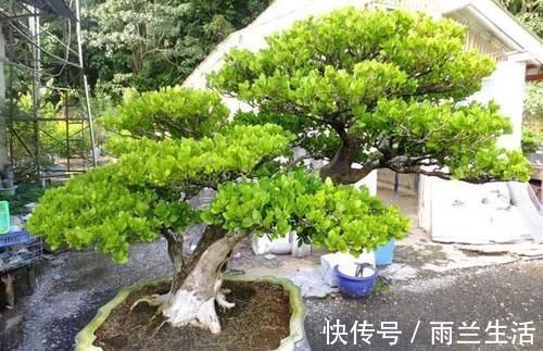 大户人家的院子里,为何喜欢养“黄杨”?2句古话或能解释