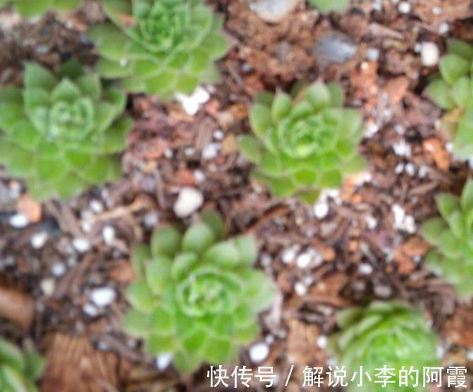 多肉植物|多肉植物新手叶插常问的几个小问题,学一下开始种肉吧
