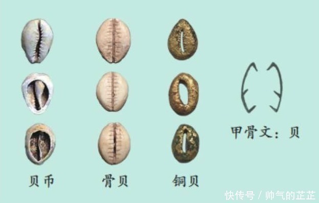 货币|古代贝壳当货币,为什么穷人不去多捡点,让自己变得富有