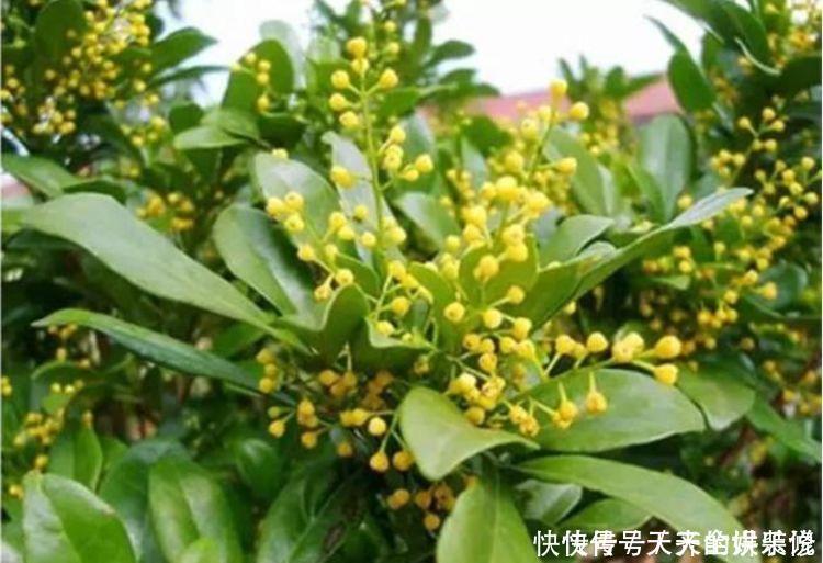 聪明人都养4种花,净化空气,帮助睡眠,快养起来吧