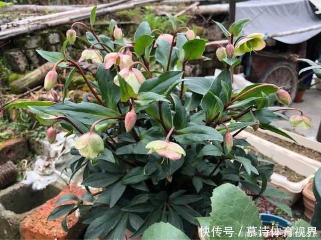 鼠尾草鼠尾草|这花名字太难听,我实在叫不出口,到底谁起的