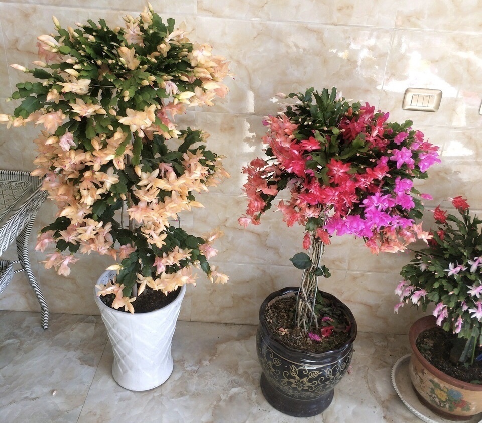 养护|他养的蟹爪兰,一次开花200朵,鲜艳无比,秘诀只用“2种肥料”