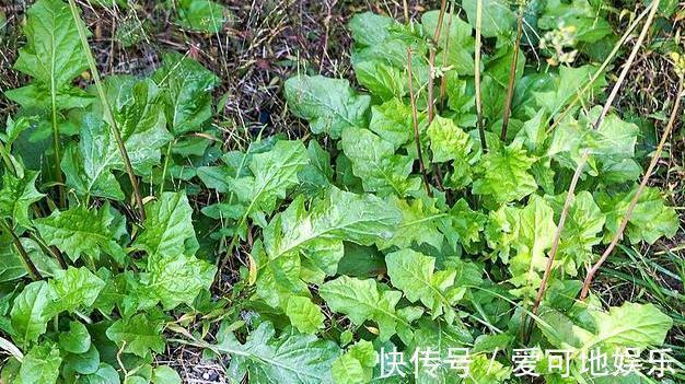 荠菜|人称“黄瓜菜”，曾是救荒菜，如今20元一斤，路边常见少人识