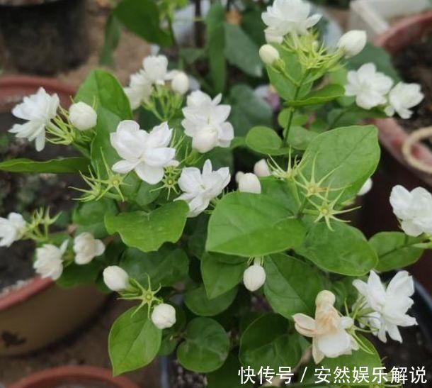 夏天太阳再强也能开的3种花，个个开的旺，越晒花越多，超漂亮