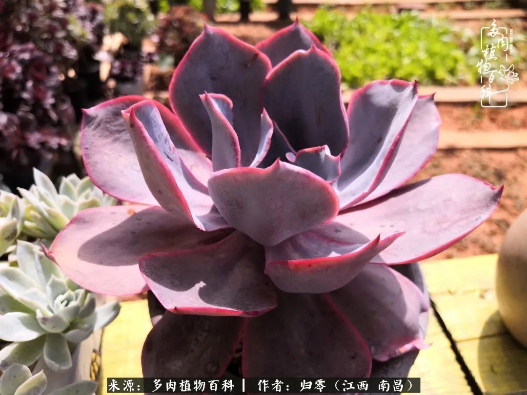 肉肉|人生转个弯，在小院遇见落入凡间的多肉小精灵！