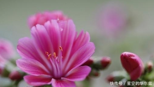 养护|花期半年的多肉植物，不过得小心养护哦