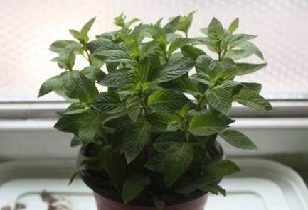 浇水|“3种花”一浇水就能活，客厅养一盆，花朵一开就成“瀑布”