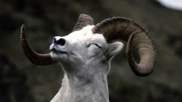 羊,尤其是67年、79年的,开运的关键是啥