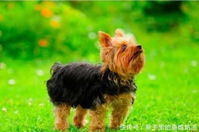 忠诚|12种最忠诚的狗,排第一的狗狗估计没有人不认识!