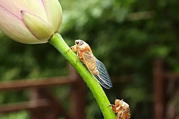 寒蝉|立秋之后,寒蝉鸣