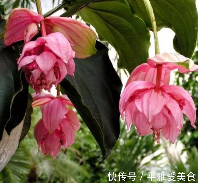 富山奇蝶|5种花好养又漂亮，不用管照样长得旺，年年开花不断，美翻天！